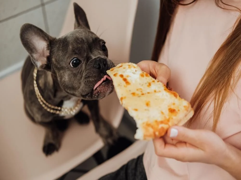 Feeding Frequency for Senior Frenchies