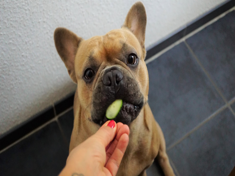 Common Dietary Mistakes for Senior Frenchies