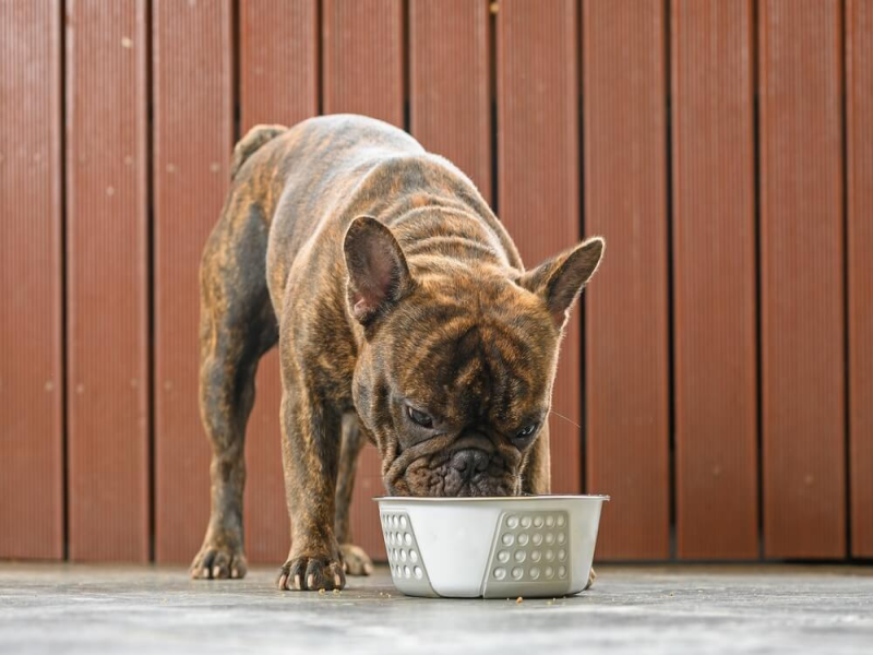 Addressing Picky Eating in Senior French Bulldogs