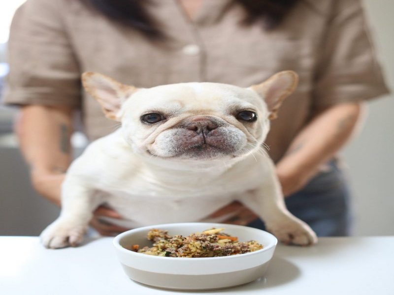 Homemade Food for Senior Frenchies 