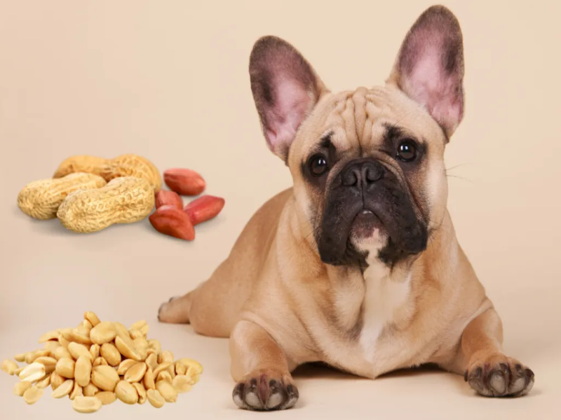 Essential Nutrients for Aging French Bulldogs