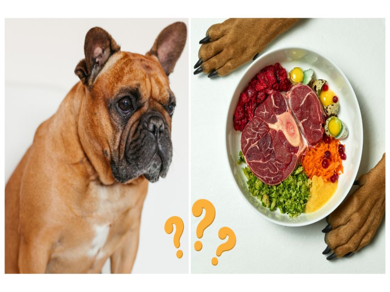 Essential Nutrients for Aging French Bulldogs