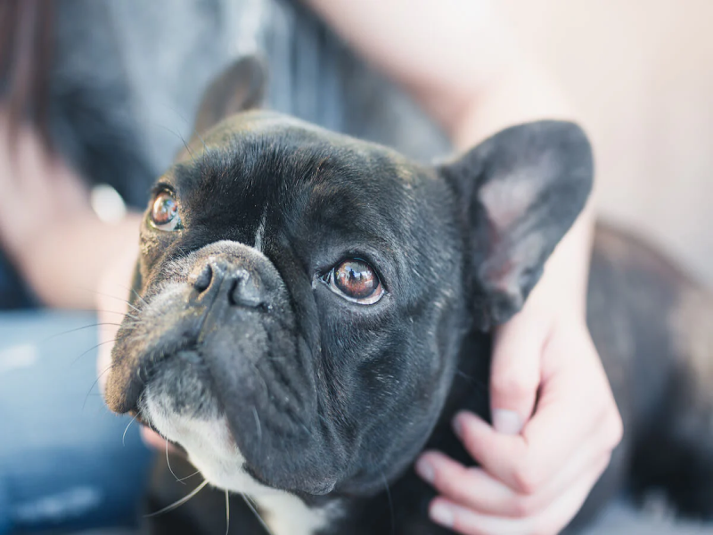 Supplements for Senior French Bulldogs