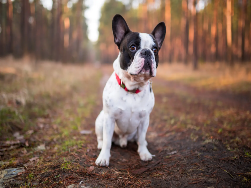 Essential Nutrients for Aging French Bulldogs