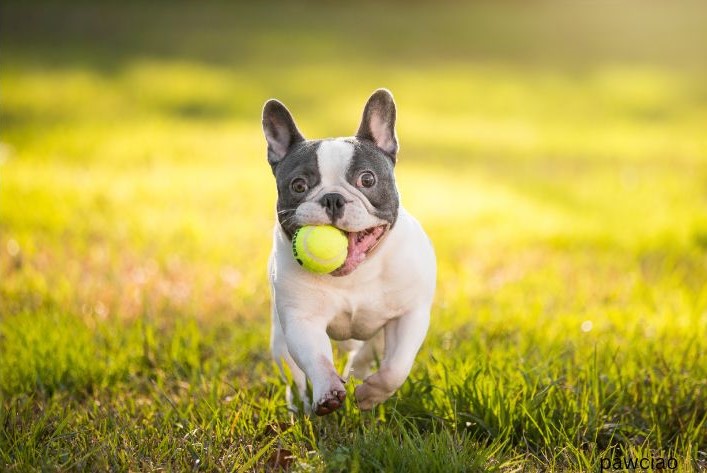 Preventing Obesity in Senior French Bulldogs