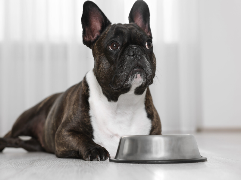 Feeding Frequency for Senior Frenchies