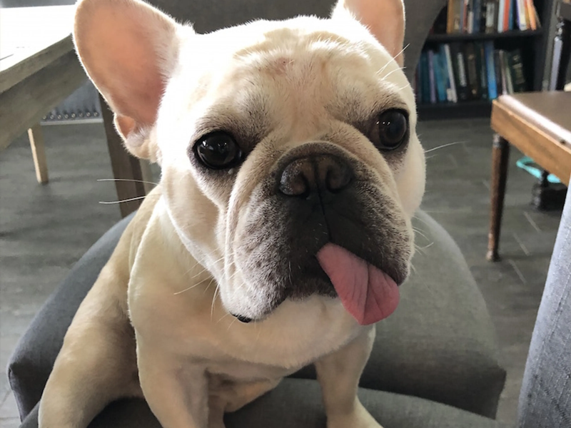 Supplements for Senior French Bulldogs