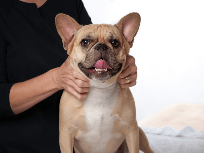 Massage for Senior Frenchies