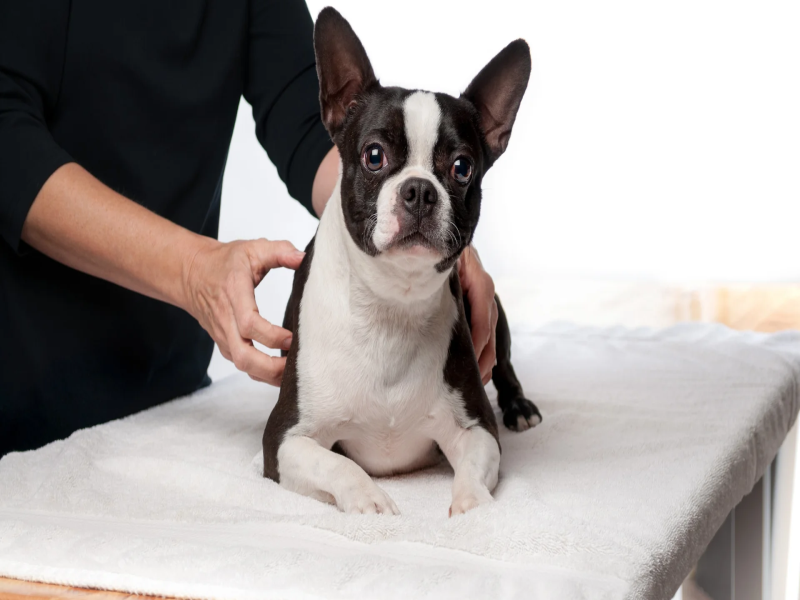 Regular Vet Visits for Senior French Bulldogs