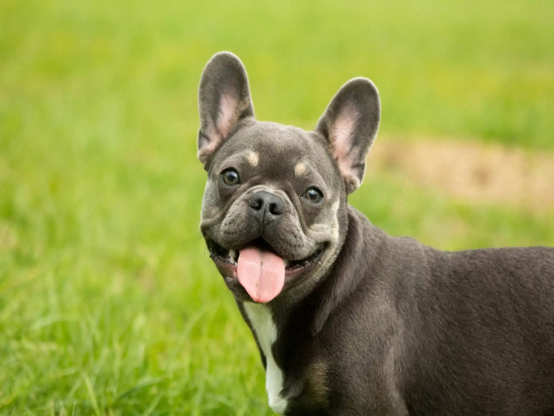 Protein for Senior French Bulldogs