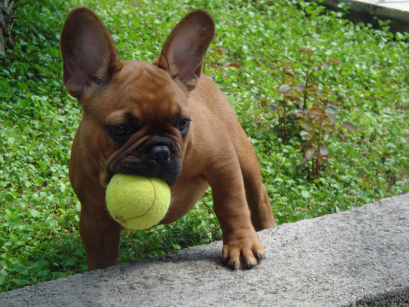 Senior French Bulldog Playtime