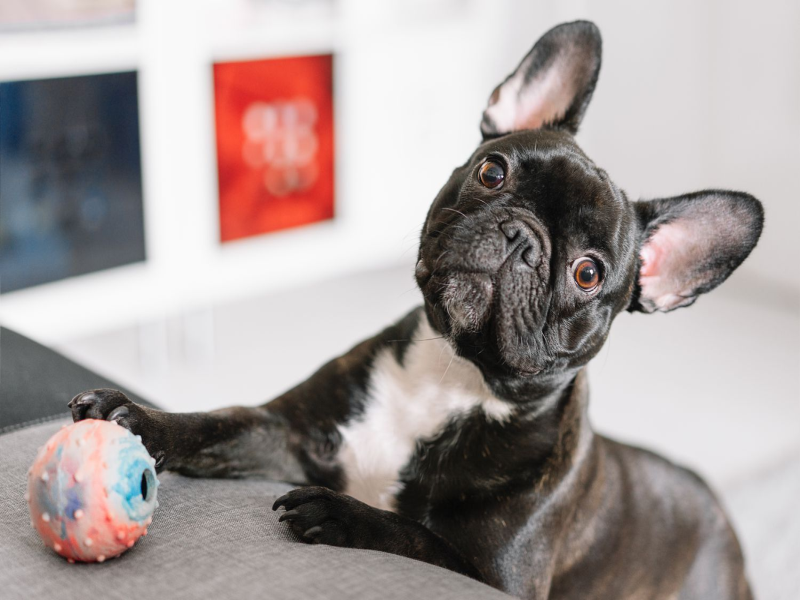 Senior French Bulldog Playtime