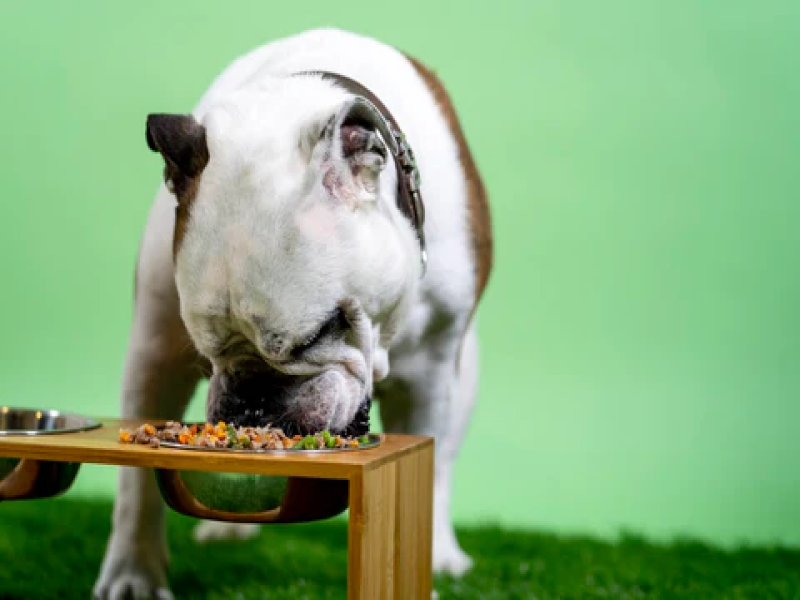 Boosting Appetite in Senior French Bulldogs