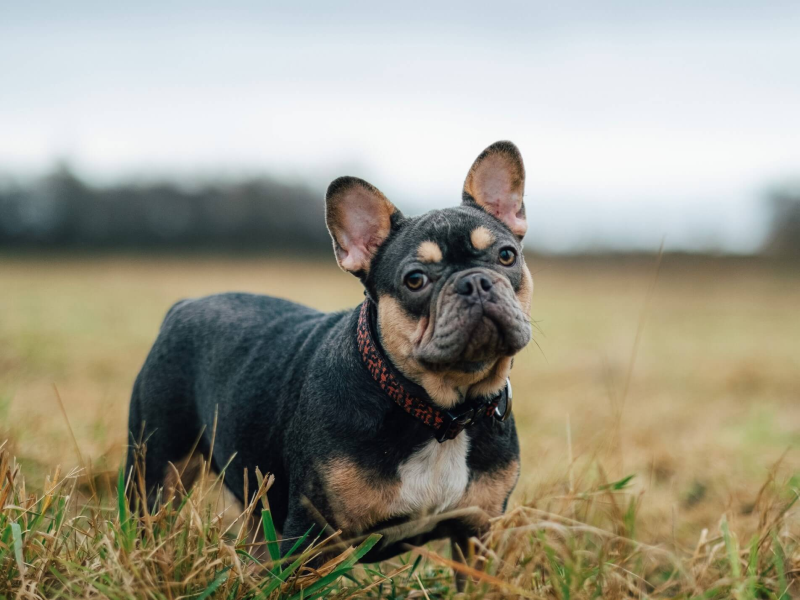 Senior French Bulldog Playtime