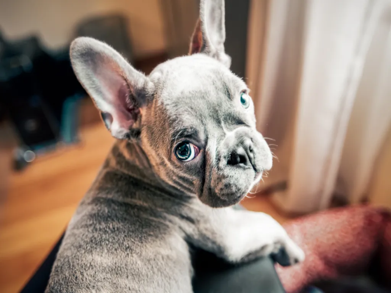 Arthritis in Senior French Bulldogs