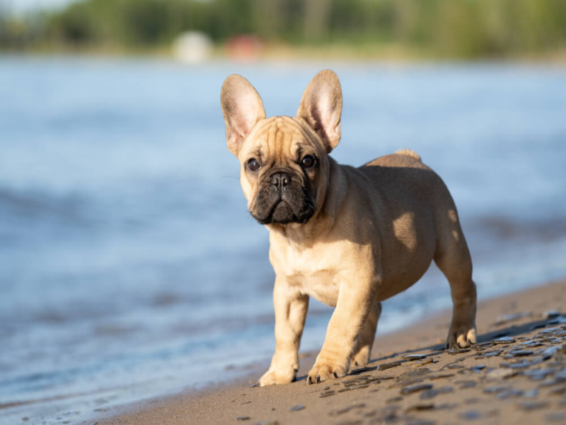 Building Strength and Balance in Senior French Bulldogs