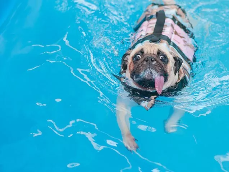 Hydrotherapy for Senior French Bulldogs