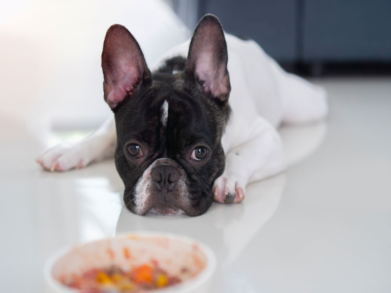 Boosting Appetite in Senior French Bulldogs