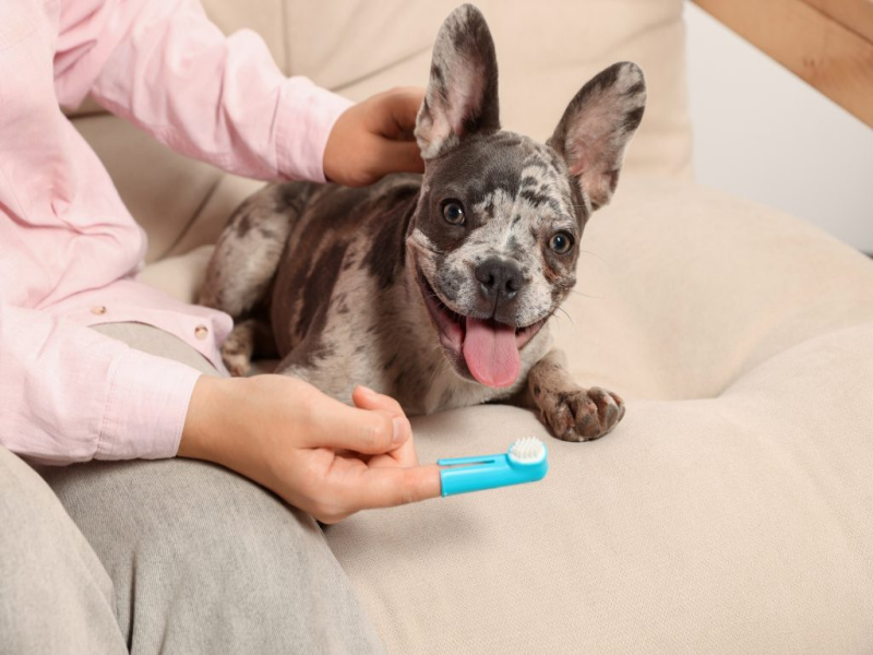 Dental Health and Nutrition for Senior Frenchies