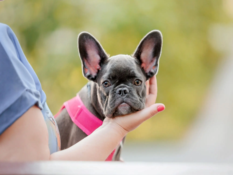 Senior French Bulldog Playtime