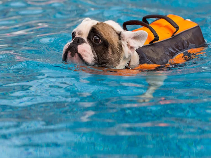 Swimming for Senior French Bulldogs