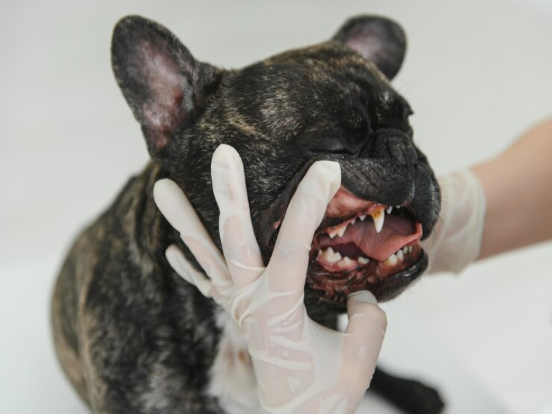 Dental Health and Nutrition for Senior Frenchies