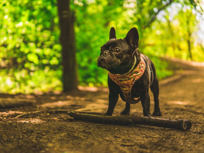 Preventing Obesity in Senior French Bulldogs