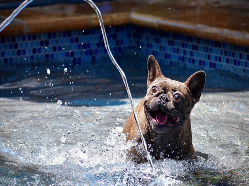 Hydrotherapy for Senior French Bulldogs