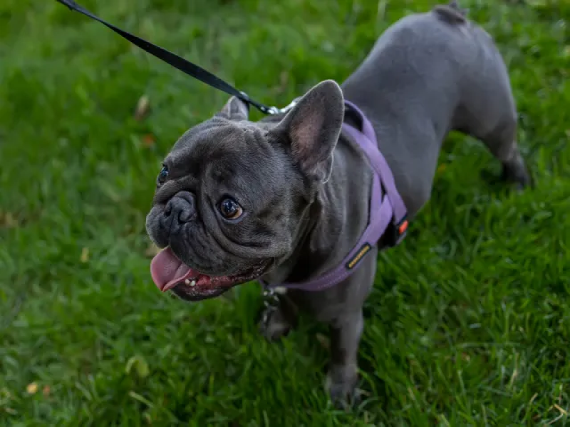 Walking Your Senior Frenchie