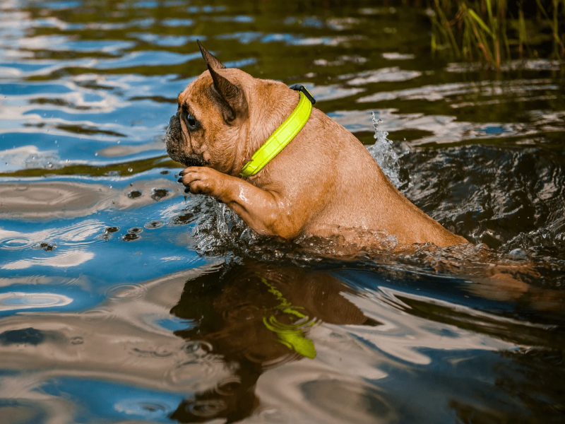 Hydrotherapy for Senior French Bulldogs