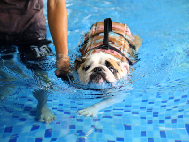 Swimming for Senior French Bulldogs