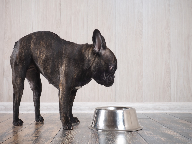 Protein for Senior French Bulldogs