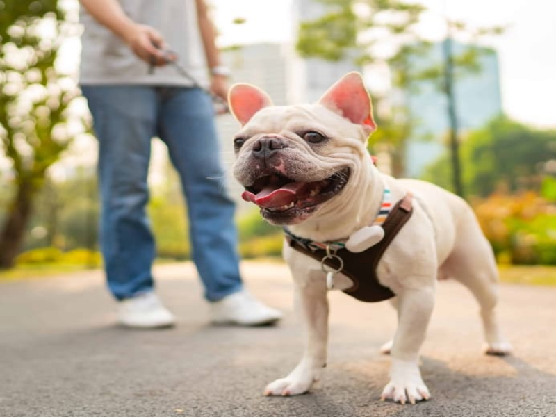 Signs of Overexertion in Senior French Bulldogs