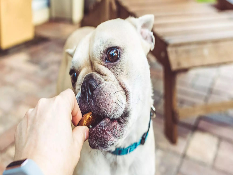 Boosting Appetite in Senior French Bulldogs