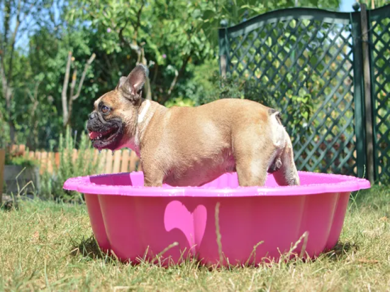 Hydrotherapy for Senior French Bulldogs