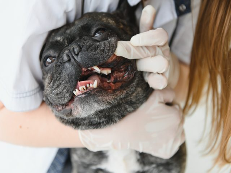 Dental Health and Nutrition for Senior Frenchies