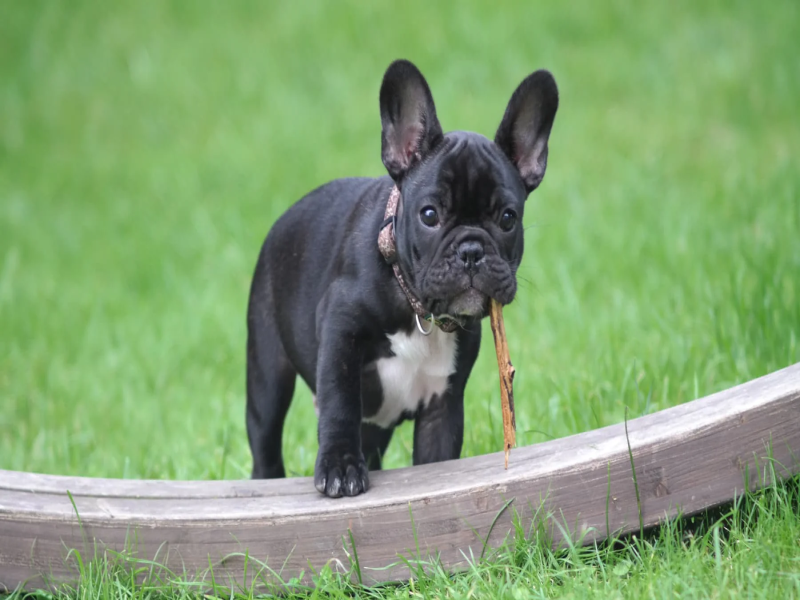 Signs of Overexertion in Senior French Bulldogs