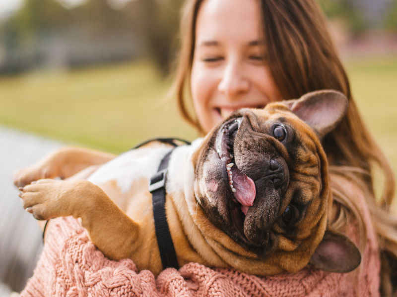 Exercise for Your Senior Frenchie