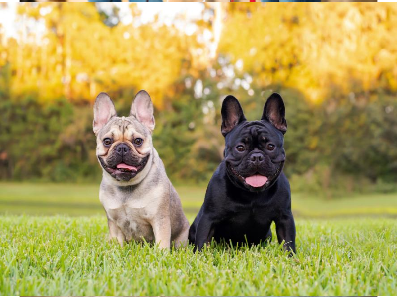 Exercise for Your Senior Frenchie