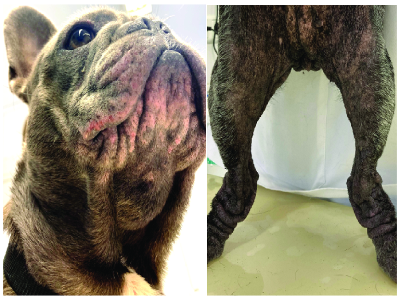 Skin Issues in Senior French Bulldogs