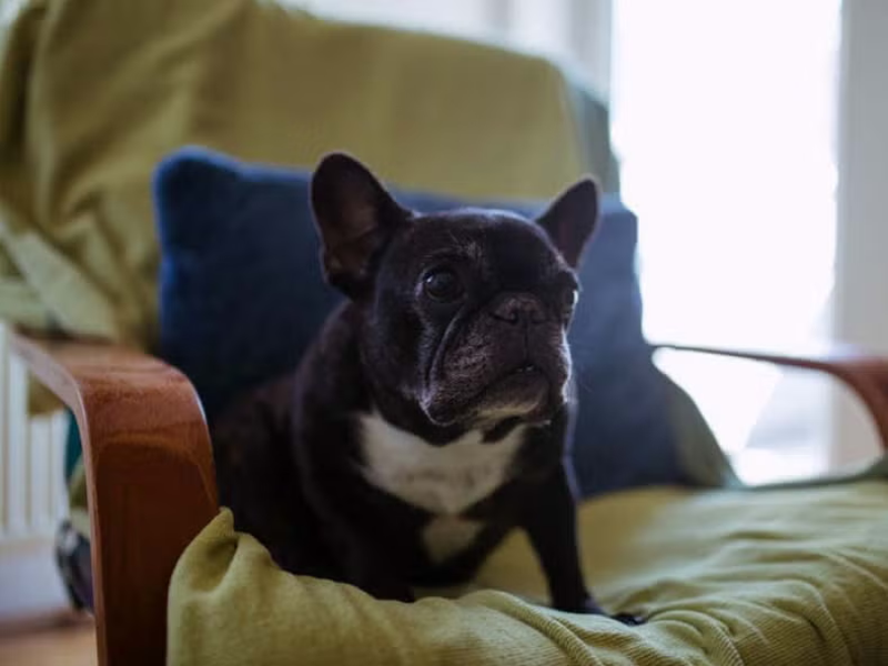 Cancer in Senior French Bulldogs