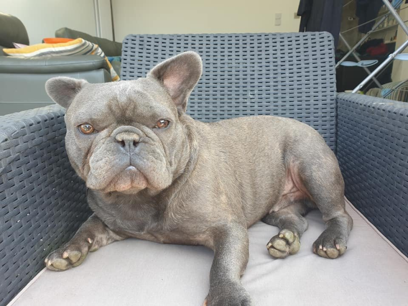 Incontinence in Senior French Bulldogs