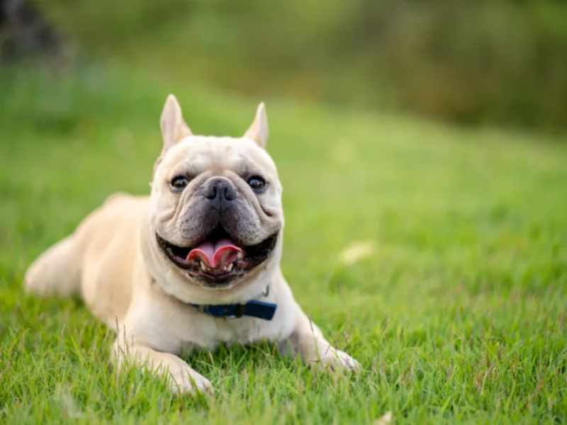 Senior French Bulldog Enrichment