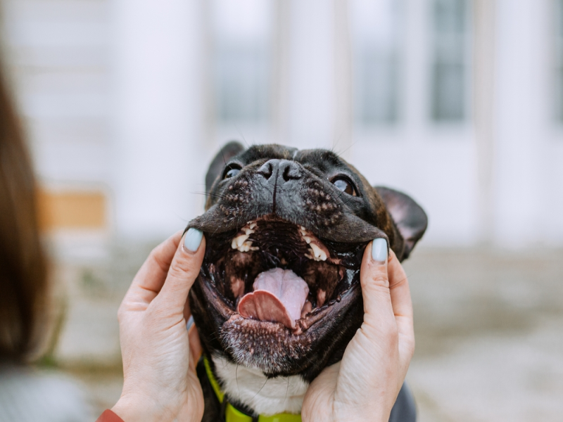 Dental Disease in Senior Frenchies