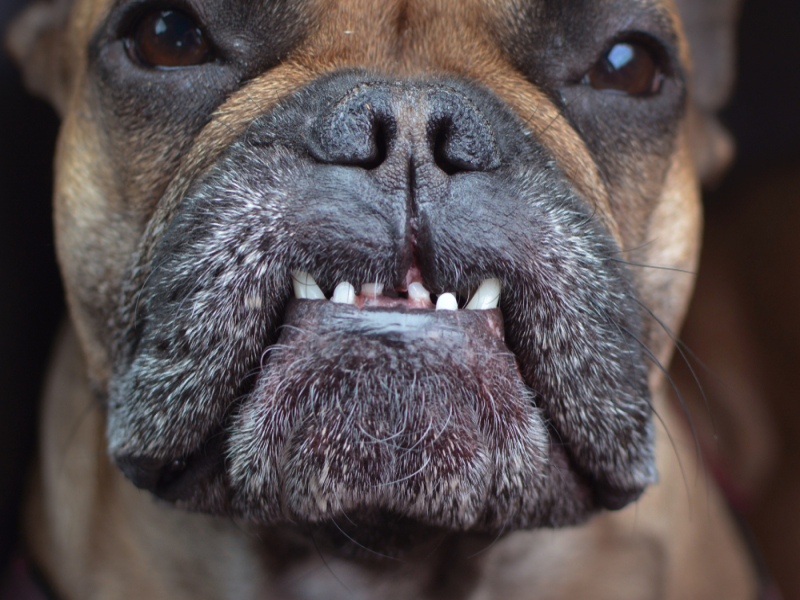 Dental Disease in Senior Frenchies