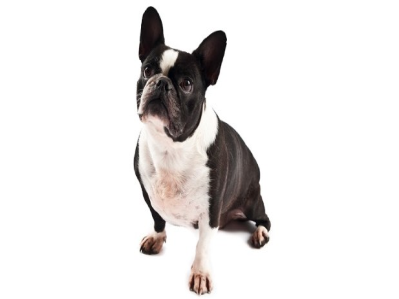 Cancer in Senior French Bulldogs