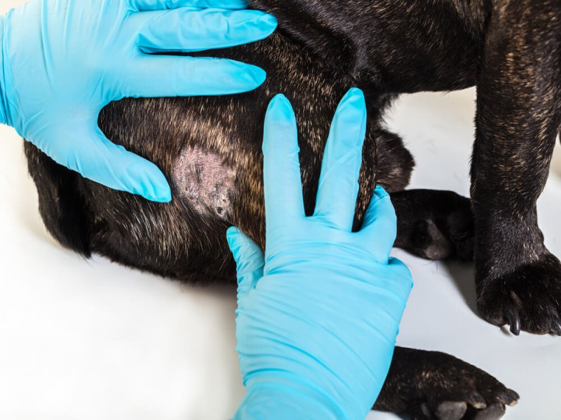 Skin Issues in Senior French Bulldogs