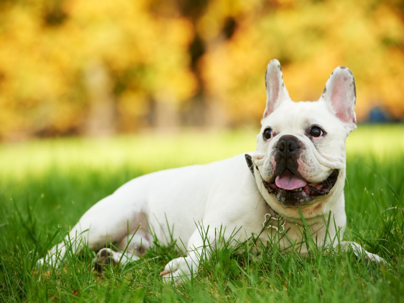 Common Health Problems in Senior French Bulldogs