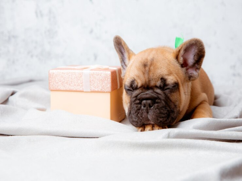 Adapting Training for Senior French Bulldogs