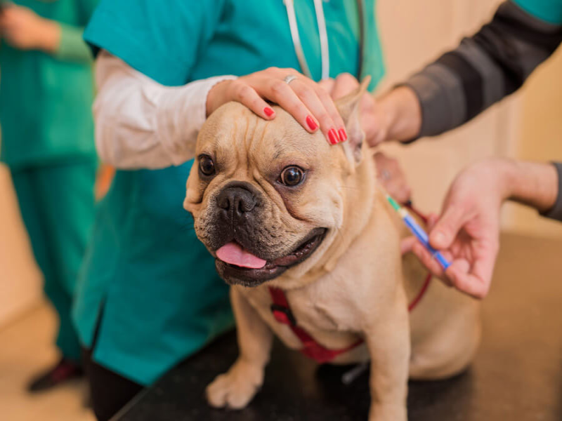 Senior French Bulldog Vaccinations